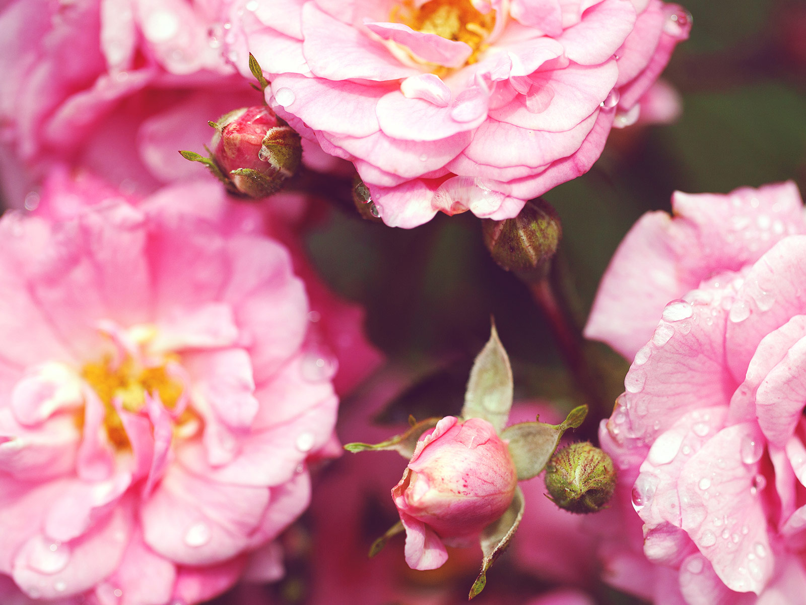 roses