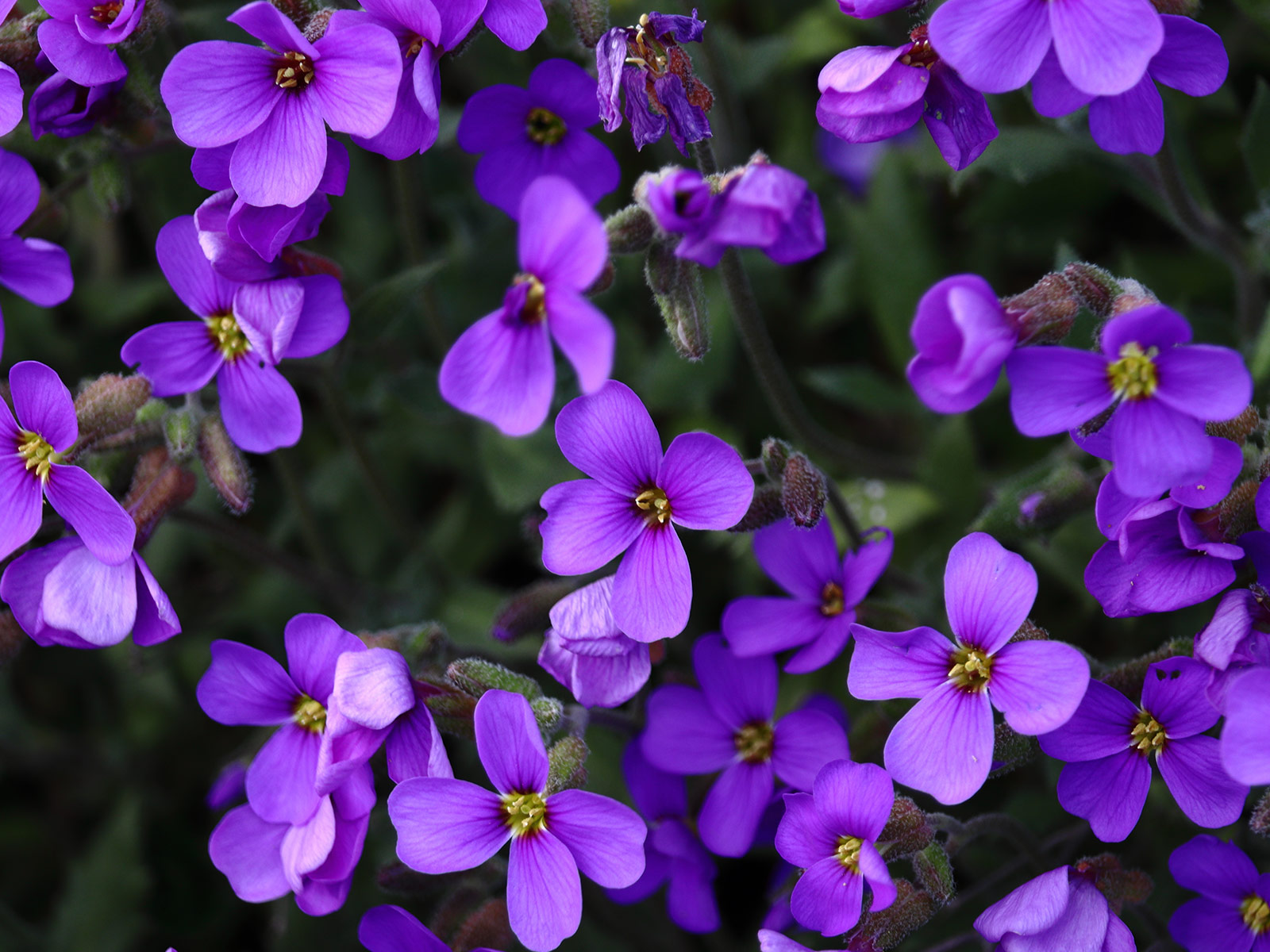 violettes